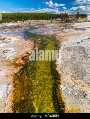 Warmes Wasser aus heissen Quellen unterstützt bunte das mikrobielle Wachstum. Yellowstone National Park, Wyoming, USA Stockfoto