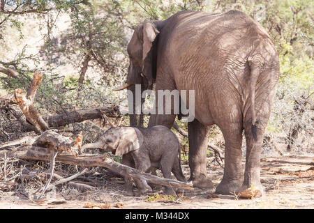 Elefant Kuh mit ihrem Kalb, Damaraland, Namibia Stockfoto