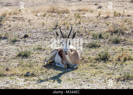 Springbock liegend, Etosha National Park, Namibia Stockfoto