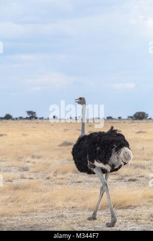 Strauß, Etosha National Park, Namibia Stockfoto