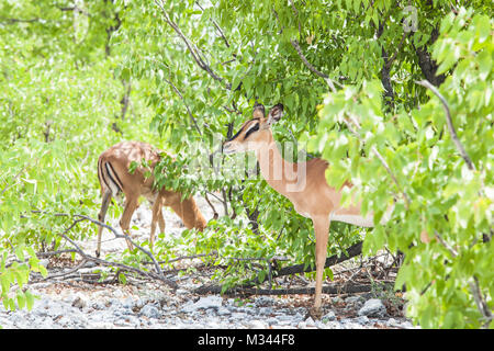Zwei schwarz-faced Impalas, Etosha National Park, Namibia Stockfoto