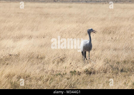 Blue Crane, Etosha National Park, Namibia Stockfoto