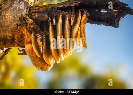 Natürlichen Busch Waben hängen von einem wilden Bienenstock auf einem Baum, Yanchep National Park, Perth, Western Australia Stockfoto