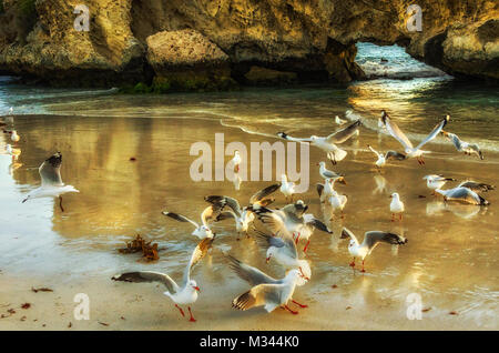 Scharen von Vögeln auf zwei Rocks beach, Perth, Western Australia, Australien Stockfoto