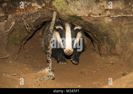 Nahaufnahme eines jungen Badger-Junges, das aus dem Eingang eines Dachse-Lebensraums mit natürlichem Waldgebiet kommt. Nach vorne gerichtet. Speicherplatz kopieren Stockfoto