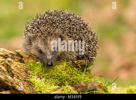 Igel auf Moos-Baumstamm, wilder, frei umherstreifender Igel aus einem Wildtierhäuschen, um die Gesundheit und die Population dieses rückläufigen Säugetieres zu überwachen Stockfoto