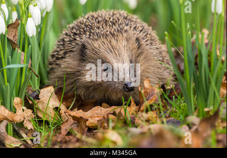 Igel im Frühling, wilder, frei herumlaufender Igel aus einem Wildtierhäuschen, um die Gesundheit und die Population dieses rückläufigen Säugetieres zu überwachen Stockfoto