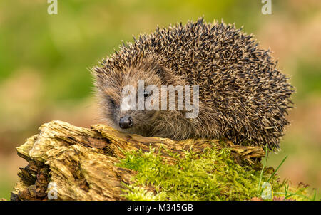 Igel auf Moos-Baumstamm, wilder, frei umherstreifender Igel aus einem Wildtierhäuschen, um die Gesundheit und die Population dieses rückläufigen Säugetieres zu überwachen Stockfoto