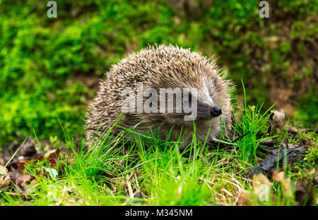 Igel im Wald, wilder, frei umherstreifender Igel aus einem Wildtierhäuschen, um die Gesundheit und die Population dieses rückläufigen Säugetieres zu überwachen Stockfoto