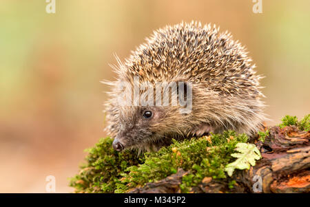 Igel auf Moos-Baumstamm, wilder, frei umherstreifender Igel aus einem Wildtierhäuschen, um die Gesundheit und die Population dieses rückläufigen Säugetieres zu überwachen Stockfoto