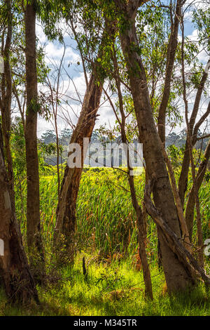 Buschland mit Gras Bäume, Perth, Western Australia, Australien Stockfoto