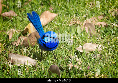 Wunderschöne Fee Wren (Malurus Splendens), Perth, Western Australia, Australien Stockfoto