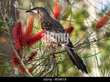 Red Wattlebird (Anthochaera carunculata) sitzen in einem Spider Blume Busch, Australien Stockfoto