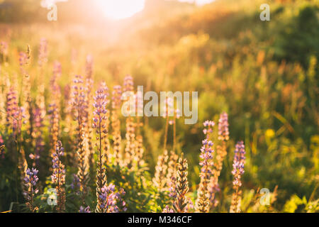 Wild blühenden Blumen Lupin im Sommer Frühling Wiese Glade Feld in Sonnenlicht Sonnenuntergang Sonnenaufgang. Lupinus, Lupin oder Lupine, ist eine Gattung von Blütenpflanzen Stockfoto