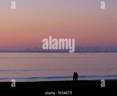 Schwarm Vögel fliegen über den Ozean bei Sonnenuntergang, Chatelaillon, La Rochelle, Nouvelle-Aquitaine, Frankreich Stockfoto