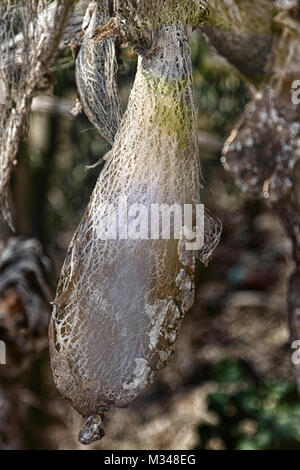 Tot Feigenkaktus (Kaktus) Ungewöhnliche skurrile Formen, seltsame Form, Skelett Pflanzen, Zerfall von Gewebe, sterben. Ein Symbol der grihasti, dis Stockfoto