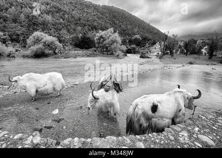 Yaks am River Bank in der Blue Moon Valley, einem der Top Reiseziele. Stockfoto