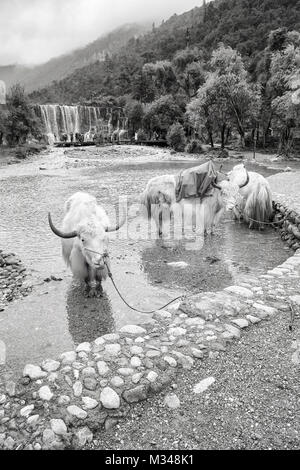 Yaks am River Bank in der Blue Moon Valley, einem der Top Reiseziele. Stockfoto