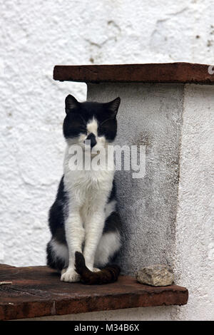 Streunende Katze auf dem Dach. Schlechte skinny Katze mit asymmetrischen Schwarz-weiß Färbung, die hässliche, unglückliche Katze erhöht Stockfoto
