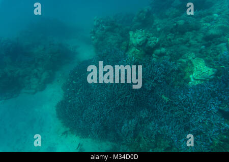 Meer oder Ozean Underwater Coral Reef Meer Stockfoto