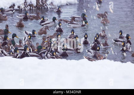 Traumhafte Winterlandschaft. Frosty sonnigen Morgen am Fluss. wilde Enten schwimmen im Fluss im Nebel. Winter's Tale oder Szene. Stockfoto