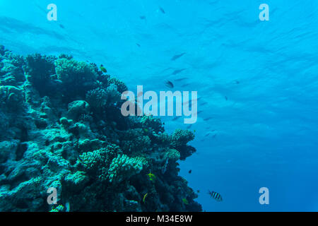 Rotes Meer Korallenriff mit harten Korallen, Fische und sonnigen Himmel durchschimmern sauberes Wasser - Unterwasser Foto Stockfoto