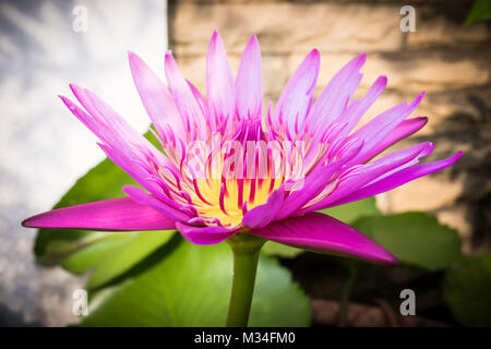 Pink Lotus Blume, Lotus Blume ist Wasser Pflanze, Pink Lotus Blume und Blatt, Blüte und Blätter im Teich. Stockfoto