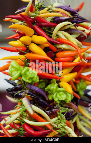 Bunte Hot Chili Peppers in Mallorca. Stockfoto