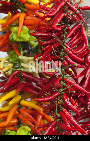 Bunte Hot Chili Peppers in Mallorca. Stockfoto