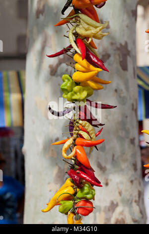 Bunte Hot Chili Peppers in Mallorca. Stockfoto