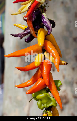 Bunte Hot Chili Peppers in Mallorca. Stockfoto