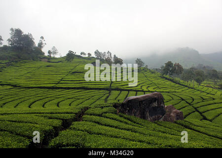 Teeplantagen in Rancabali, Bandung, Jawa Barat, Indonesien. Stockfoto