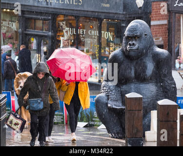 Käufer Schlacht eine Schneedusche in einem Leben beobachteten mittleren Fiberglas Gorilla auf Wyle Cop, Shrewsbury, während eines Festivals feiern links der Stadt mit Charles Darwin. Stockfoto