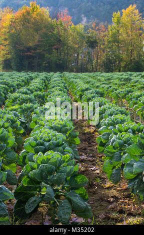 Reihen von Rosenkohl in einem Feld im Vordergrund und Laubwälder mit Blätter fallen Farben im Hintergrund. Geringe Tiefenschärfe. Stockfoto