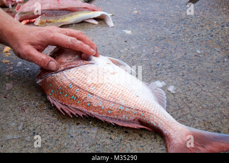 Reinigung für das Kochen snapper bereit. Stockfoto