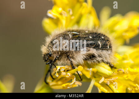 Phytophage Oxythyrea funesta, Käfer, gelbe Blume Stockfoto