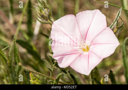 Acker-winde Convolvulus arvensis, Stockfoto