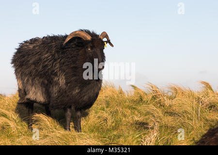 Deutsche Heidschnucken Fütterung auf Helgoland Stockfoto