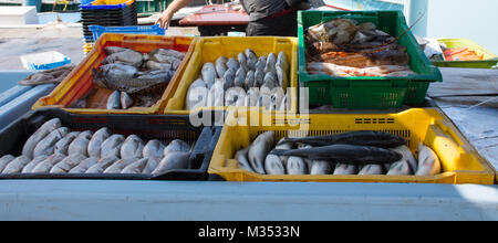 Kunststoffbehälter für Fisch, der für den Verkauf am Kai bei nouveau Vieux Port, Marseille, Frankreich. Mehrere Sorten von Fisch gefangen, dass Tag sind in der offenen verkauft Ai Stockfoto