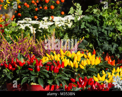 Ein Blumenmarkt in Aix-en-Provence Frankreich Verkauf Pfeffer Pflanzen, Blütenpflanzen, Efeu und Miniatur Orangenbäumen. Stockfoto