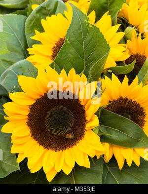 Nahaufnahme eines großen Sonnenblumen mit goldenen Blütenblätter, ein dunkles Braun Center und dunkelgrüne Blätter. Eine Biene sammelt Pollen. Stockfoto