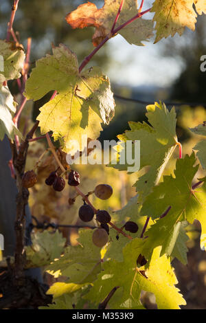 Nahaufnahme von welken Trauben auf einen Weinstock im Herbst. Die Weintraube, die Blätter sind Gegenlicht der Sonne. Stockfoto