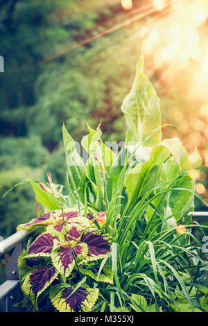 Schöne Blätter Pflanzen: Coleus, Canna, Daylily, viele Blumen mit Farbtupfern auf Balkon oder Terrasse im Abendlicht. Stockfoto