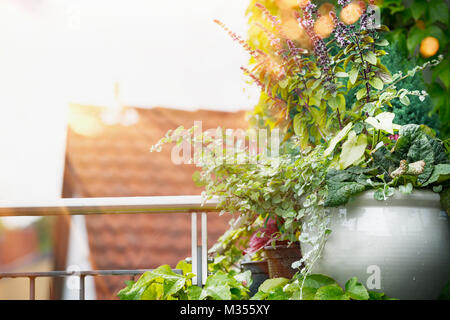 Blumenkübel auf dem Balkon oder Terrasse im Abendlicht. Städtische Container gardening, Blumen Terrasse Topf Ideen Stockfoto