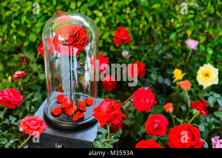 Die ewige Rosen in den Kolben auf den Garten Stockfoto