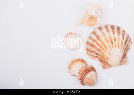 Seashell Zusammensetzung in weißer Hintergrund Stockfoto