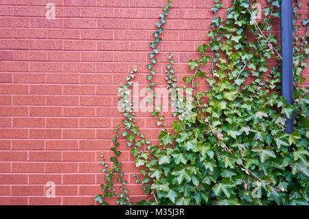 Eine rote Mauer mit einer klettern Efeu Pflanze. Stockfoto