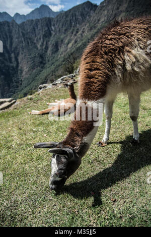 LLama in Machu Picchu (Peru) essen Gras Stockfoto