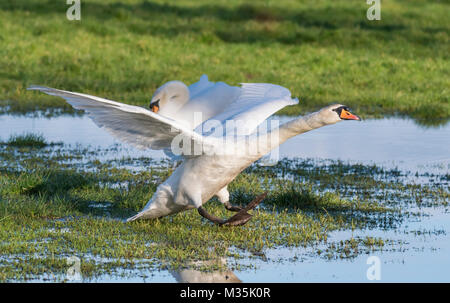 Weißer Höckerschwan (Cygnus olor) Landung in einem überschwemmten Feld im Winter in England, Großbritannien. Stockfoto