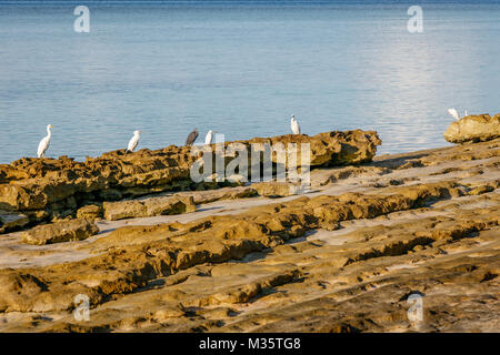 Schwarze und weisse Reiher sitzen auf den Felsen an der Küste in der Nähe des Meeres. Heron Island, Queensland, Australien Stockfoto